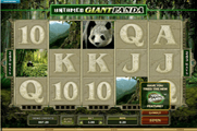 Untamed Giant Panda